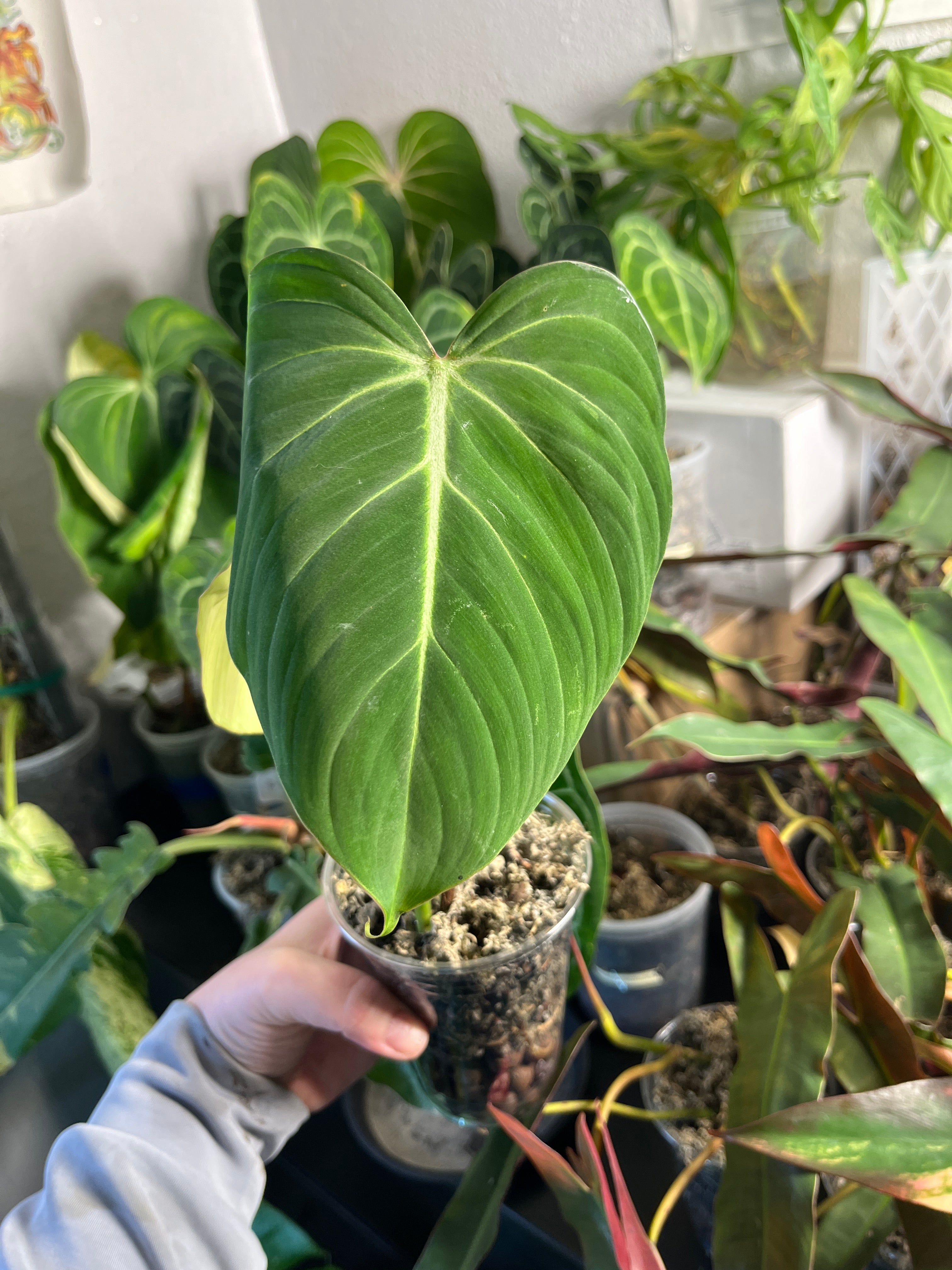 Anthurium Red Spider x Xone ($34.99) from @TTbotanica