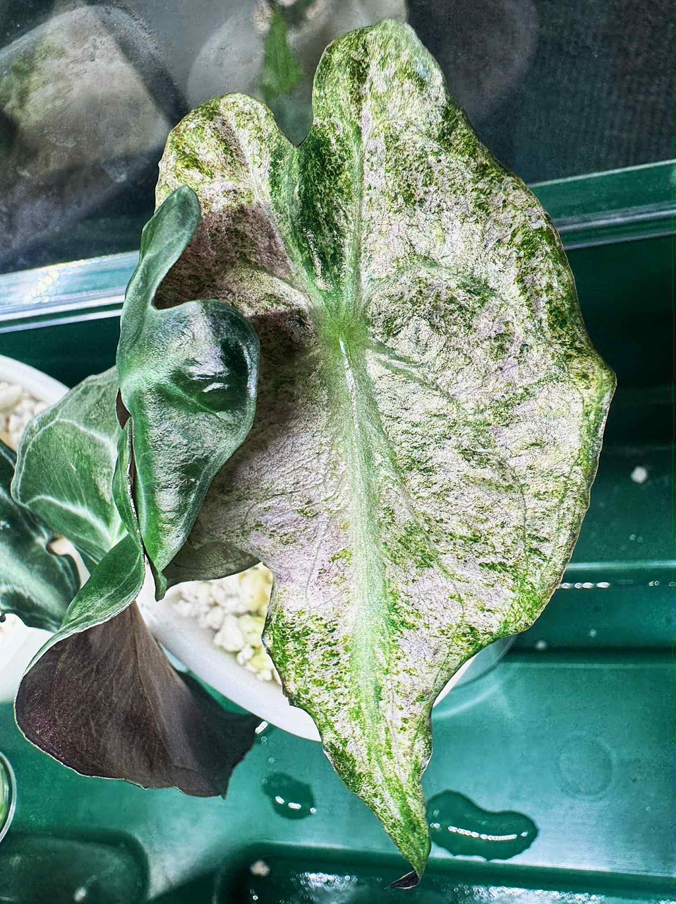 ヘチャン　ポラロイド Alocasia Venom Variegated - read description ($1795) from