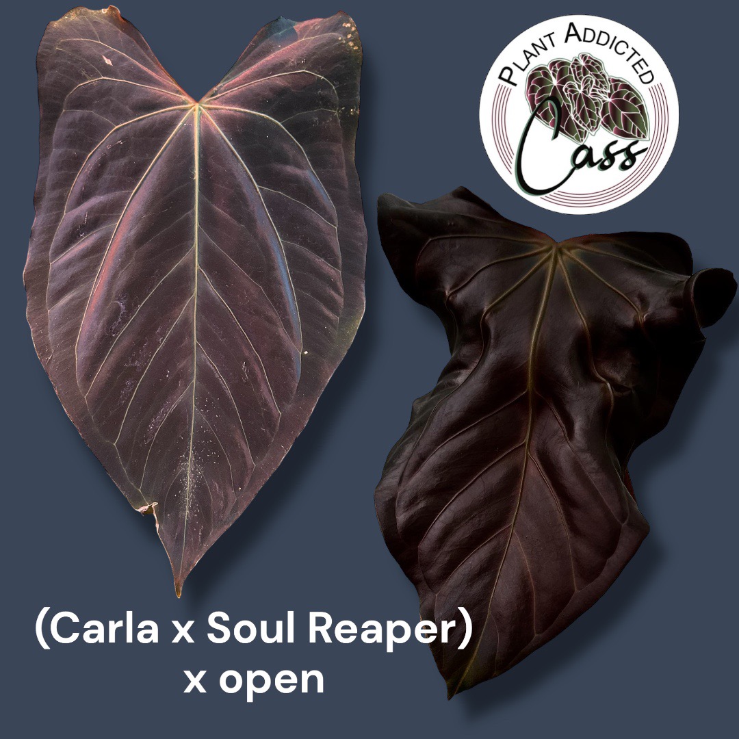 One- (Carla x Soul Reaper) x open - growers choice ($15) from