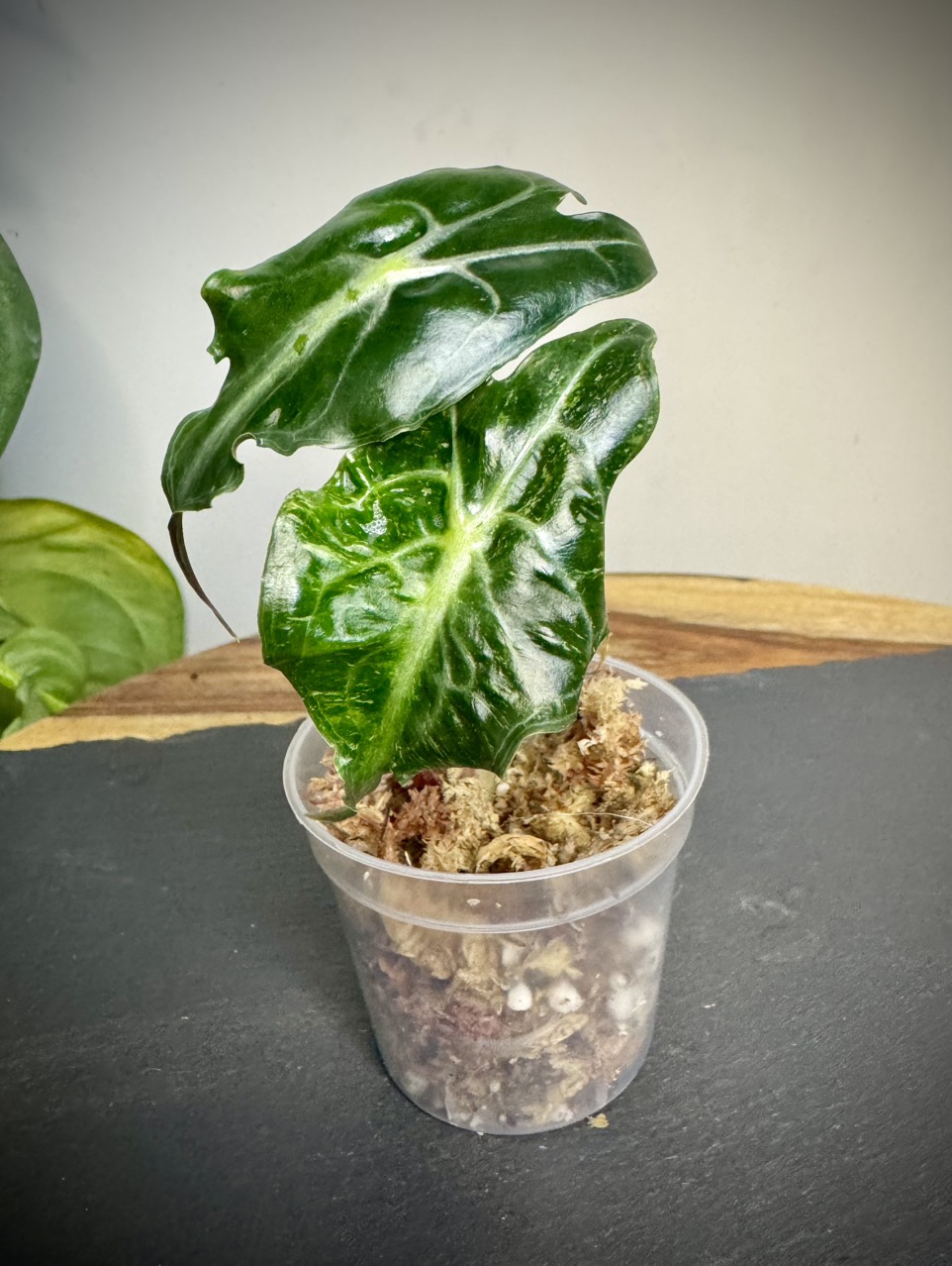 ヘチャン　ポラロイド YszfpHi.jpg