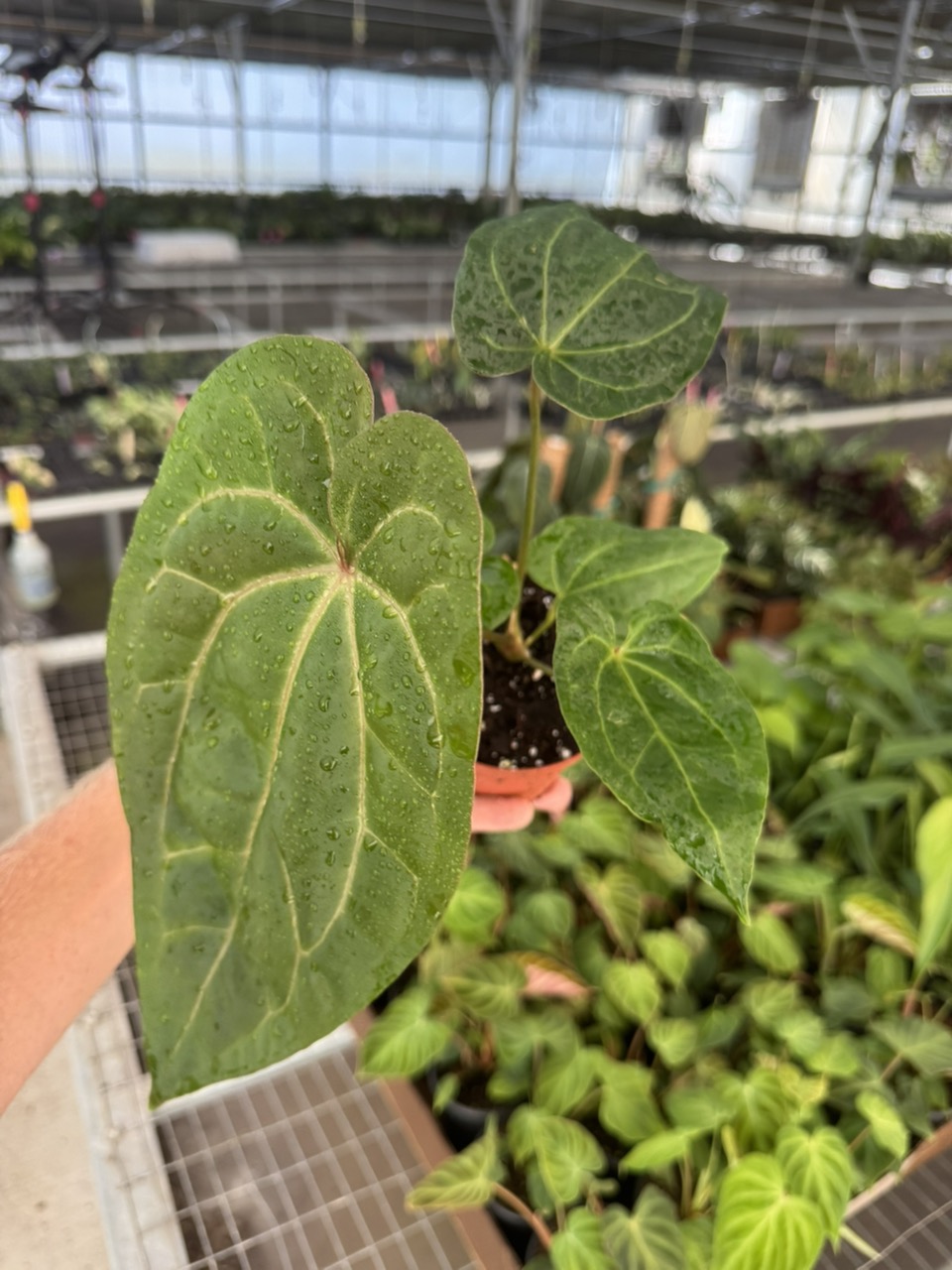 Anthurium dark phoenix x crystallinum dark form 4” pot growers