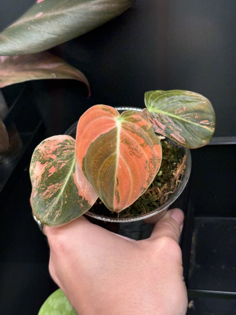 Orange Melanochrysum ($515) from @NorthernAroids