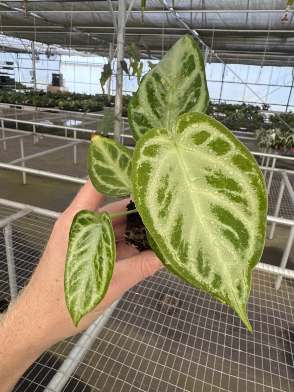 Seed grown anthurium silver chrome X dorayaki silver starter plant