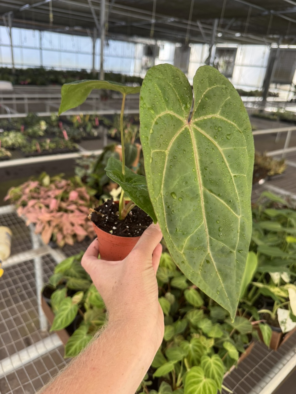 【Maton Cardiff】 ビクトリアンのフルーツスタンド Maton Cardiff】 ビクトリアンのフルーツスタンド Maton Cardiff