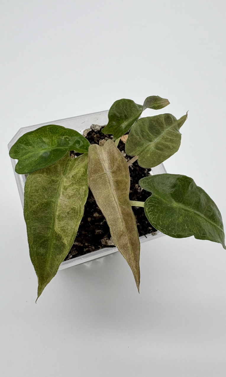 Alocasia 'Polly' Aurea ($49) from @ZenDaisyStudios