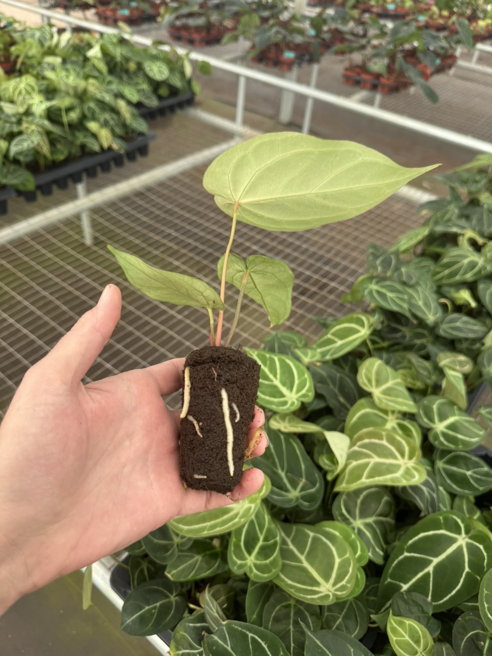 Anthurium dorayaki silver x papillilaminum starter plant growers