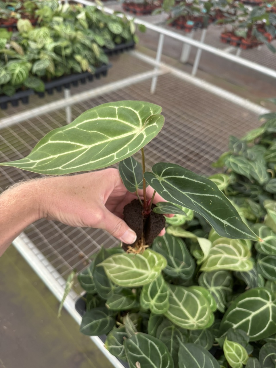 Anthurium dorayaki silver x papillilaminum starter plant growers