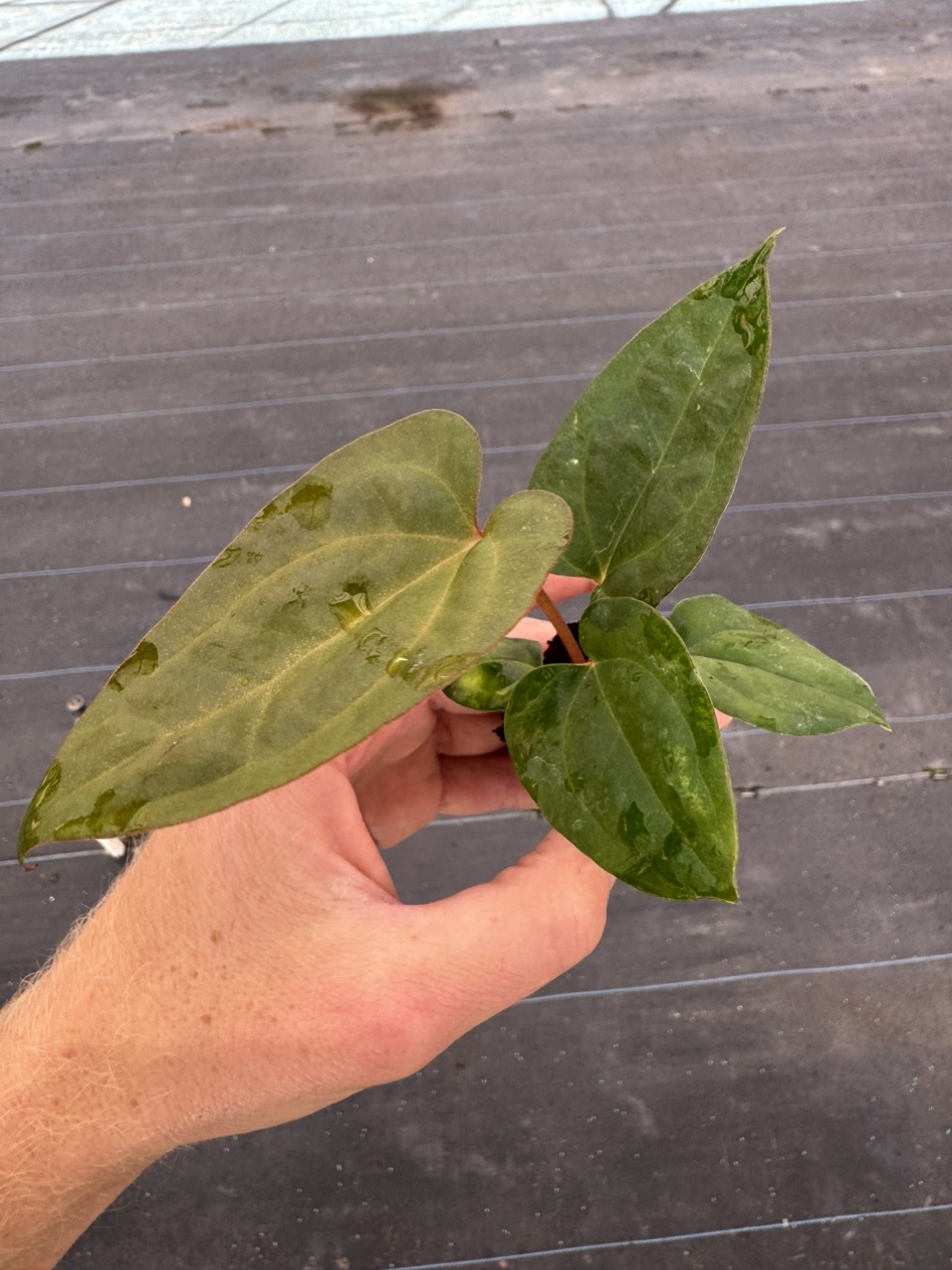 Anthurium red vein dark phoenix x sweetheart starter plant growers