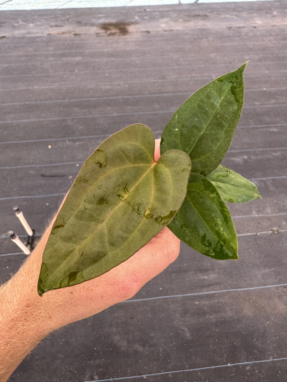 Anthurium red vein dark phoenix x sweetheart starter plant growers