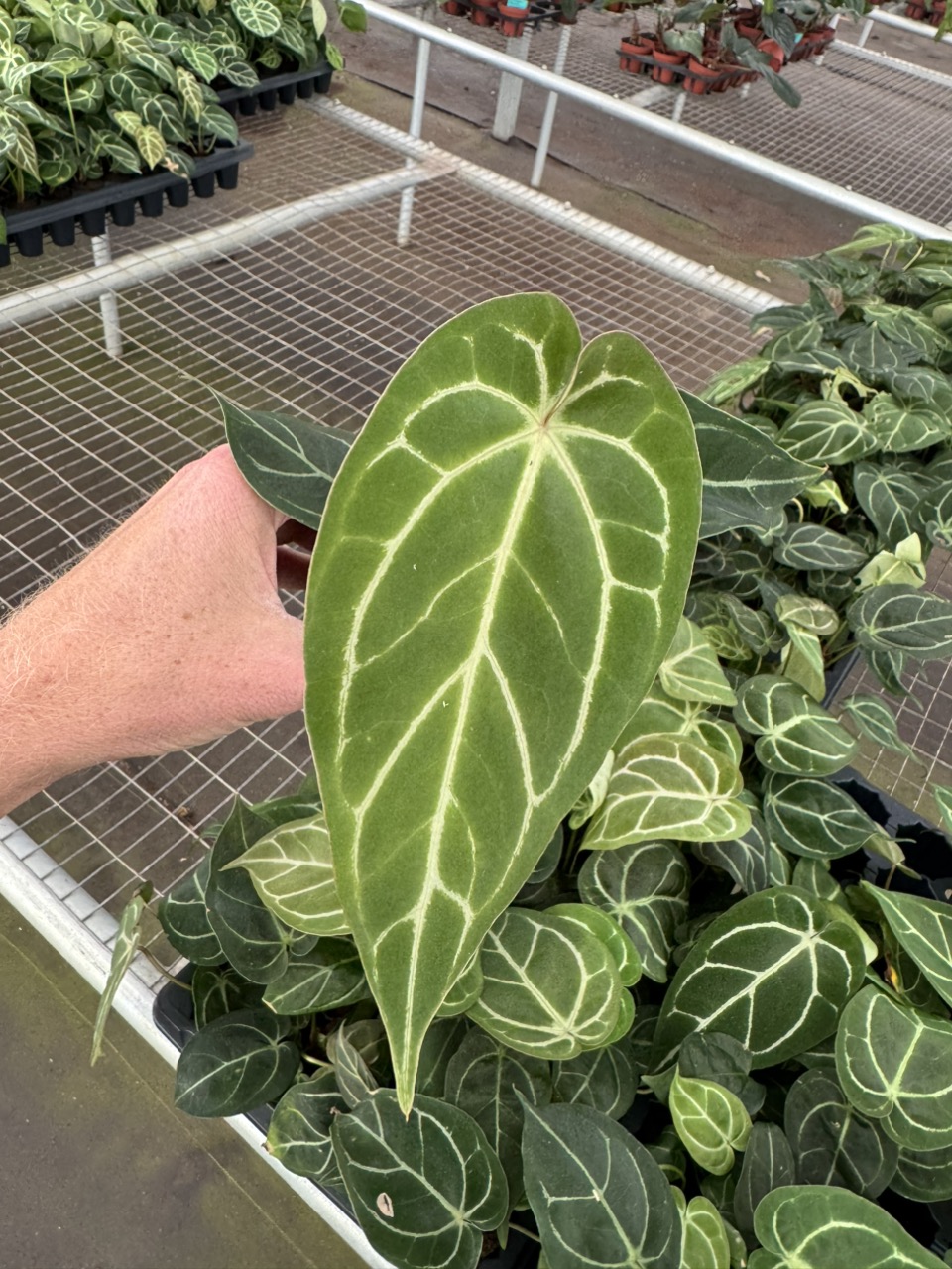 Anthurium dorayaki silver x papillilaminum starter plant growers