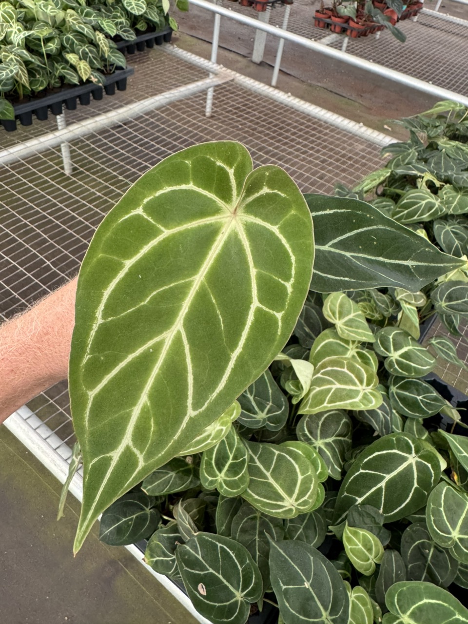 邦楽 Silvernia famnily Ginryu Anthurium dorayaki silver x papillilaminum starter plant growers