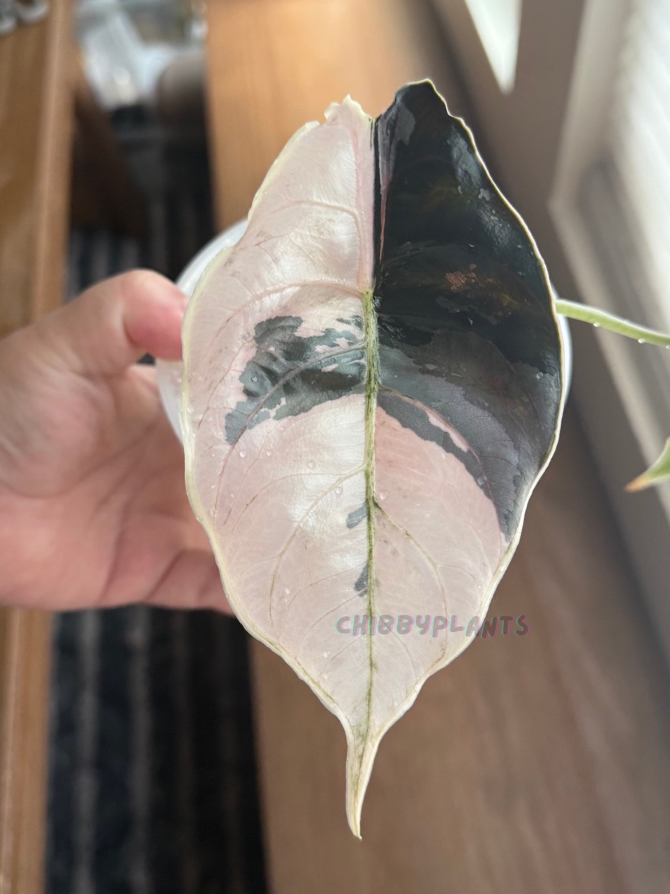 Alocasia Azlanii Pink Albo CORM ($75) from @ChibbyPlants