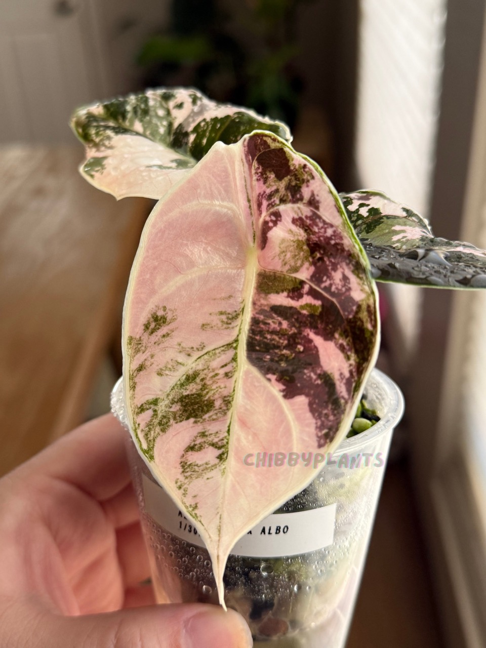 Alocasia Azlanii Pink Albo CORM ($75) from @ChibbyPlants