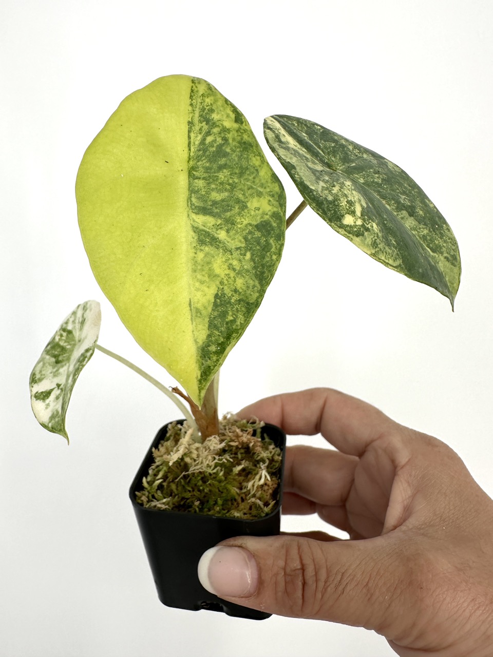 var, exsotika 専用Prabu, salaca 12 aurea,noid その他観葉植物