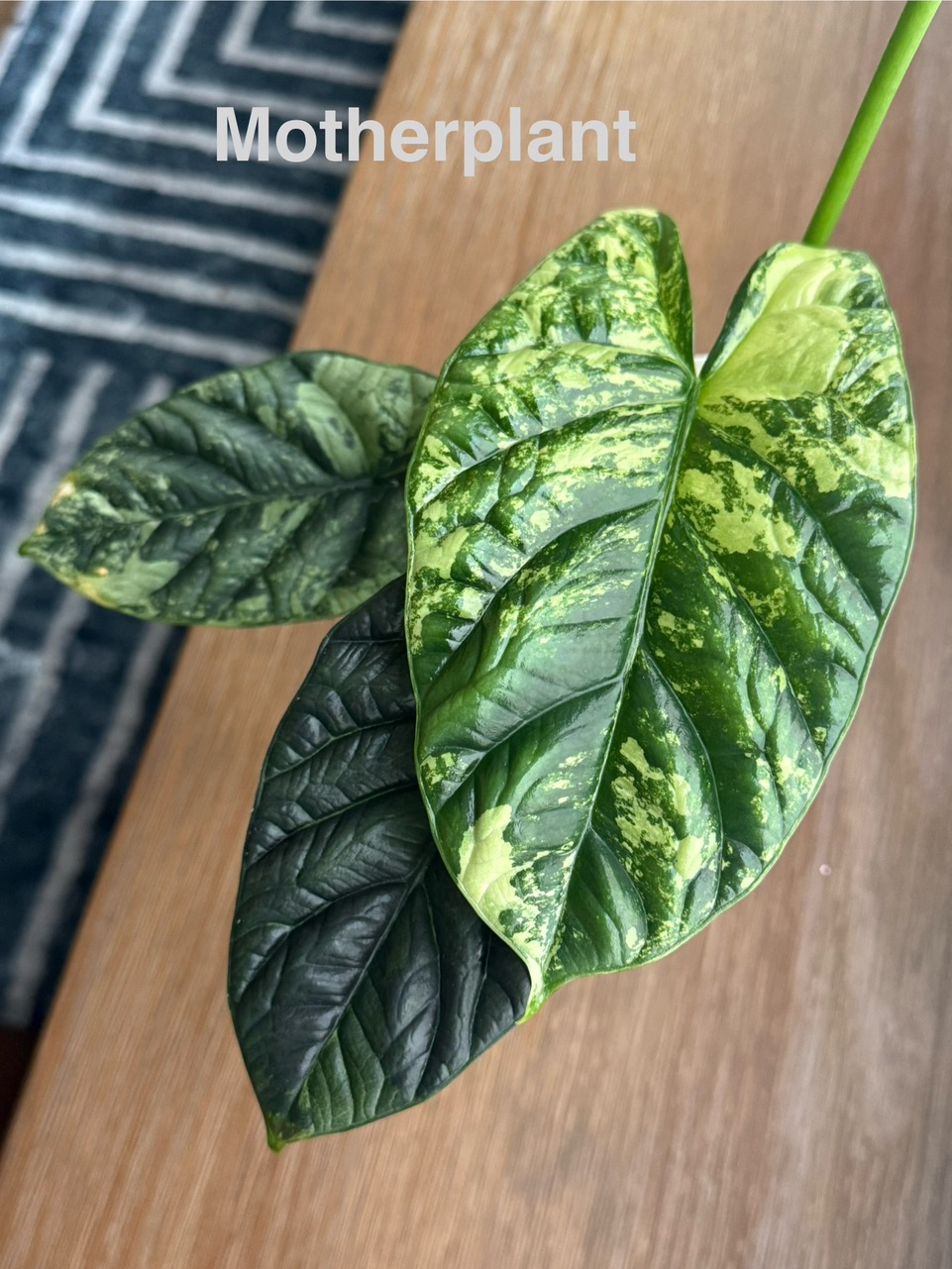 Alocasia Sinuata Albo Mint ($95) from @ChibbyPlants