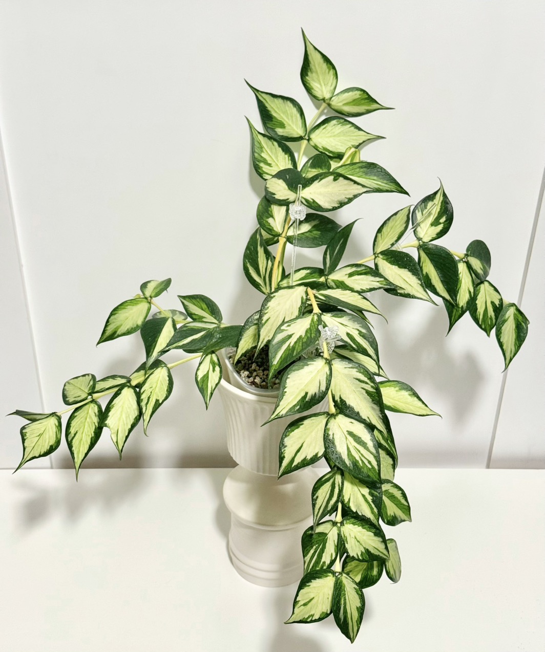 Hoya Madara Snow Angel ($1060) from @thetrailingfoliage