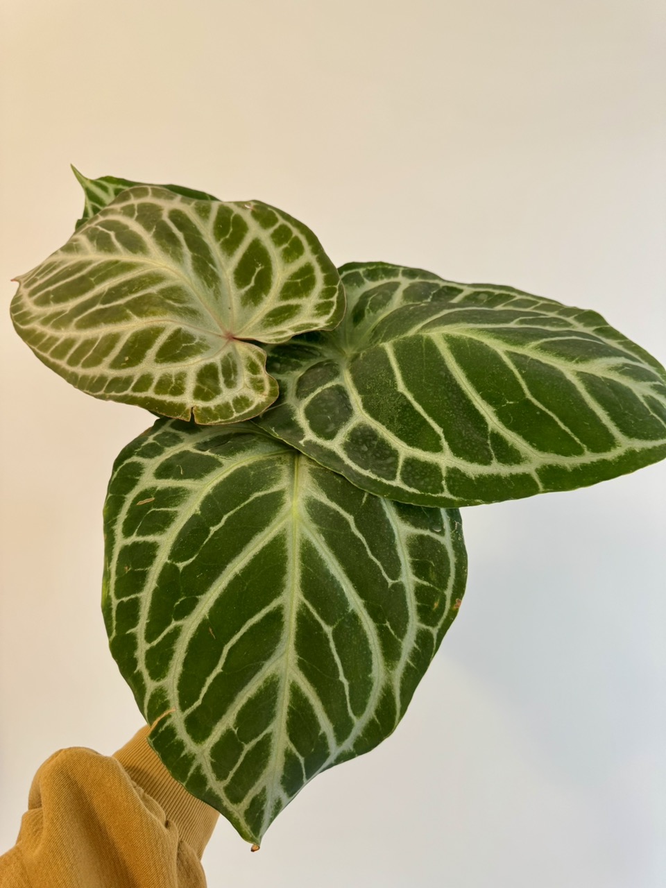 5” Anthurium 'Silver Tiger' x (RC x Dorayaki) ($249.99) from