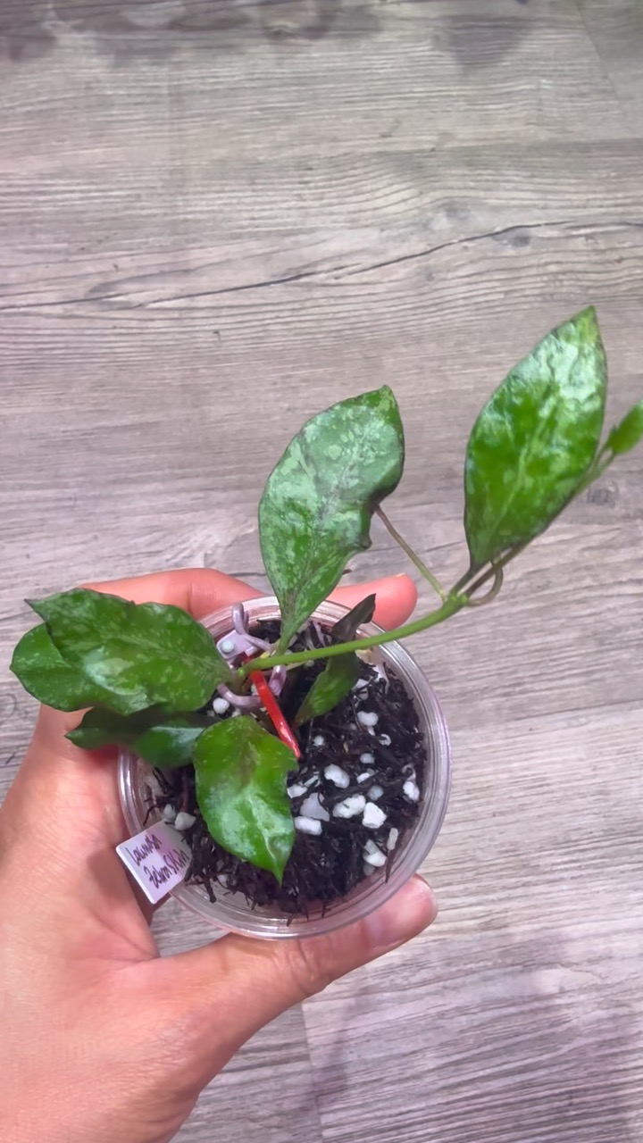 Hoya Lacunosa Zebra skin ($25) from @Gmae