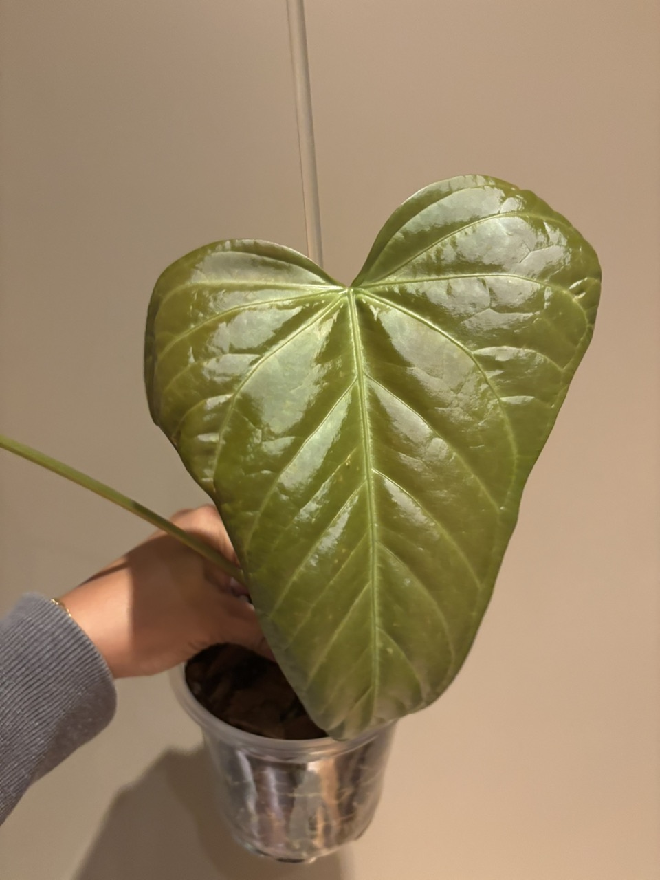 Anthurium yasuni heart (magnificum x moronense) ($35) from