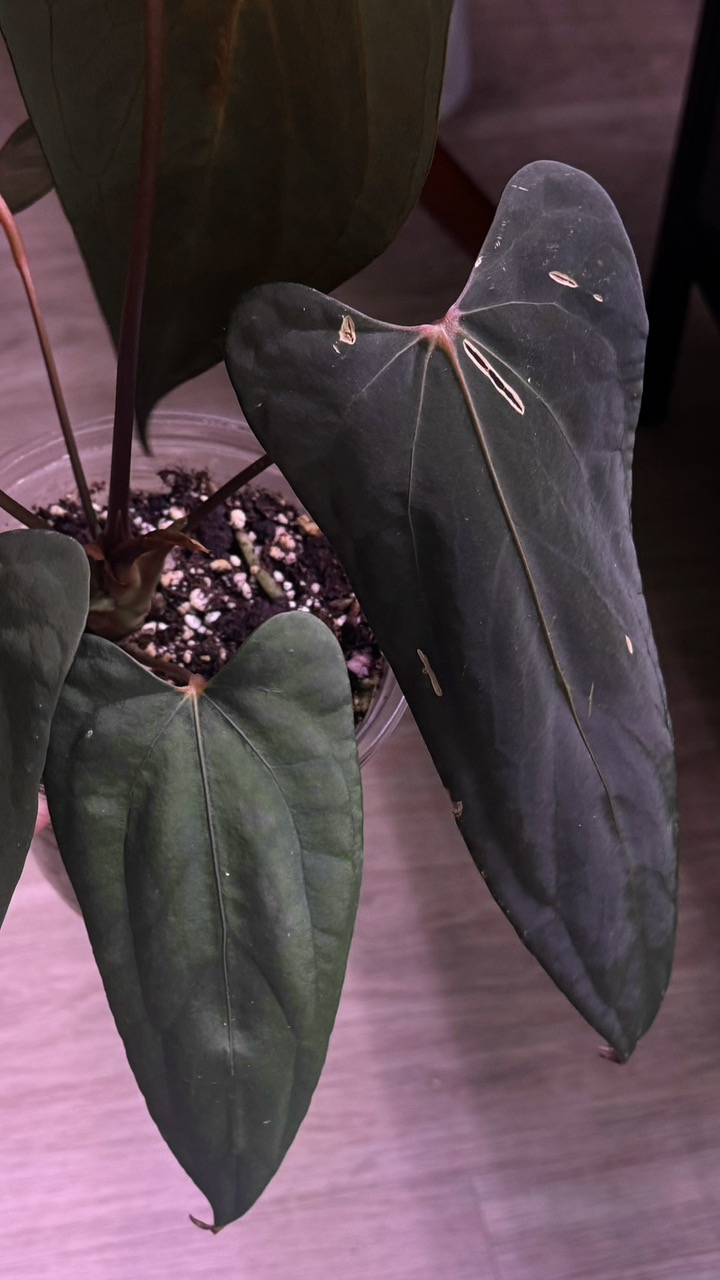 Anthurium Chocolate x red crystal ($420) from @Hahaplant