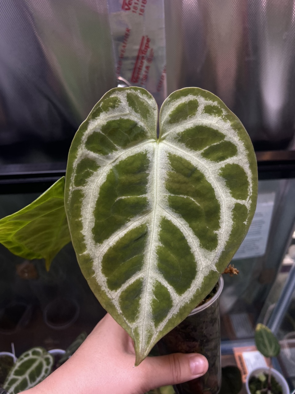 ZaraMichelle x Doc Block f2) X Contessa ($155) from @Ivysgreenhouse