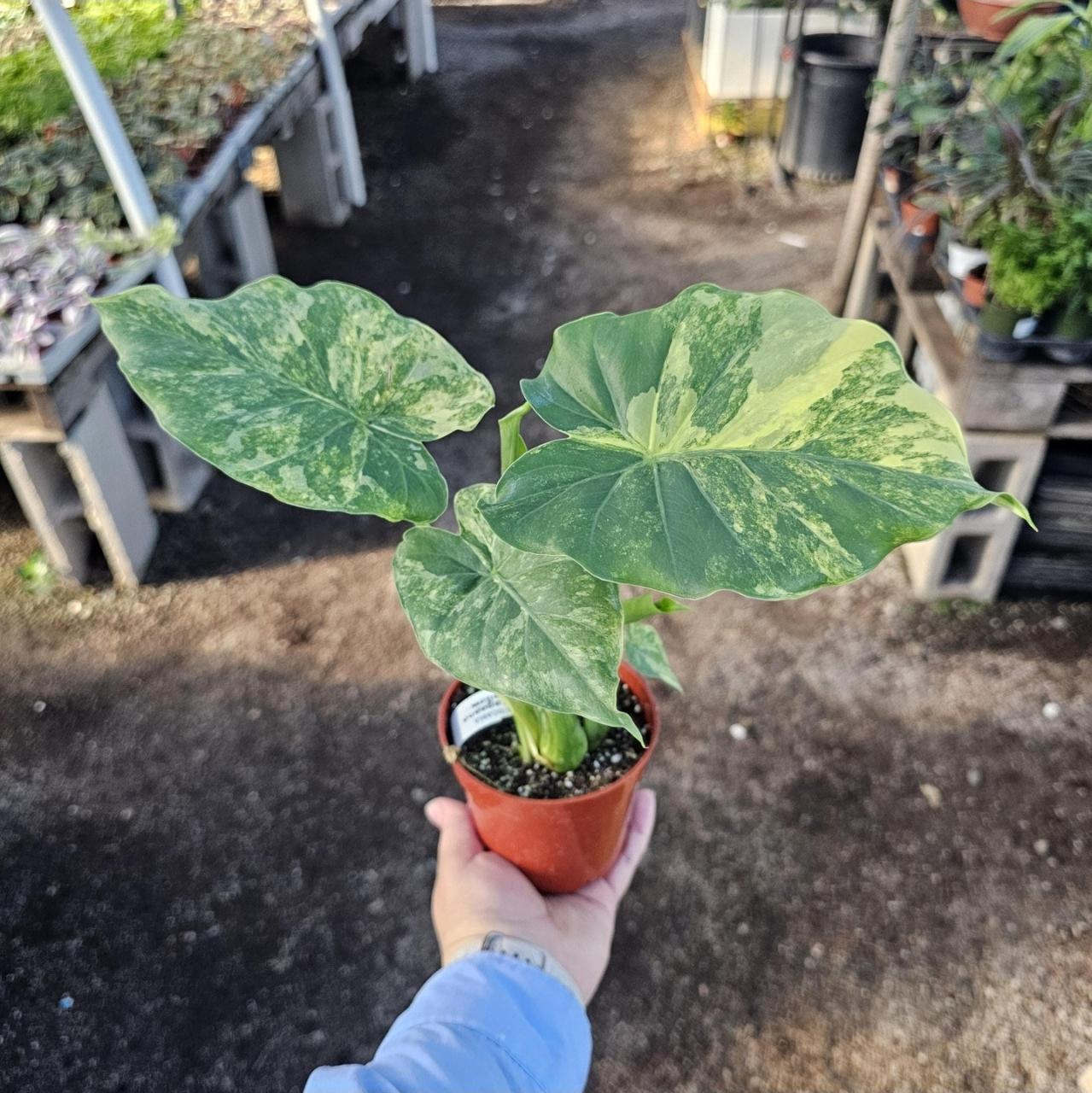 string of hearts variegata String of Hearts – Fragrance Plants and Flowers
