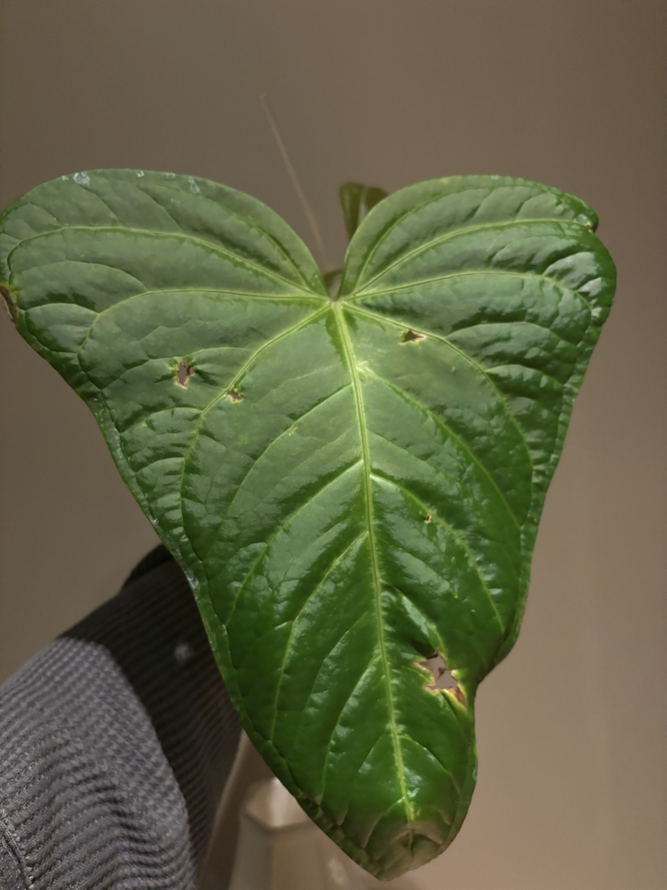 Anthurium yasuni heart (magnificum x moronense) ($35) from