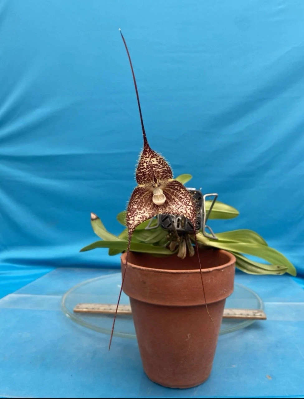 Laelia schultzei 'Orchid Eros' HCC/AOS X Self Orchid Species 7