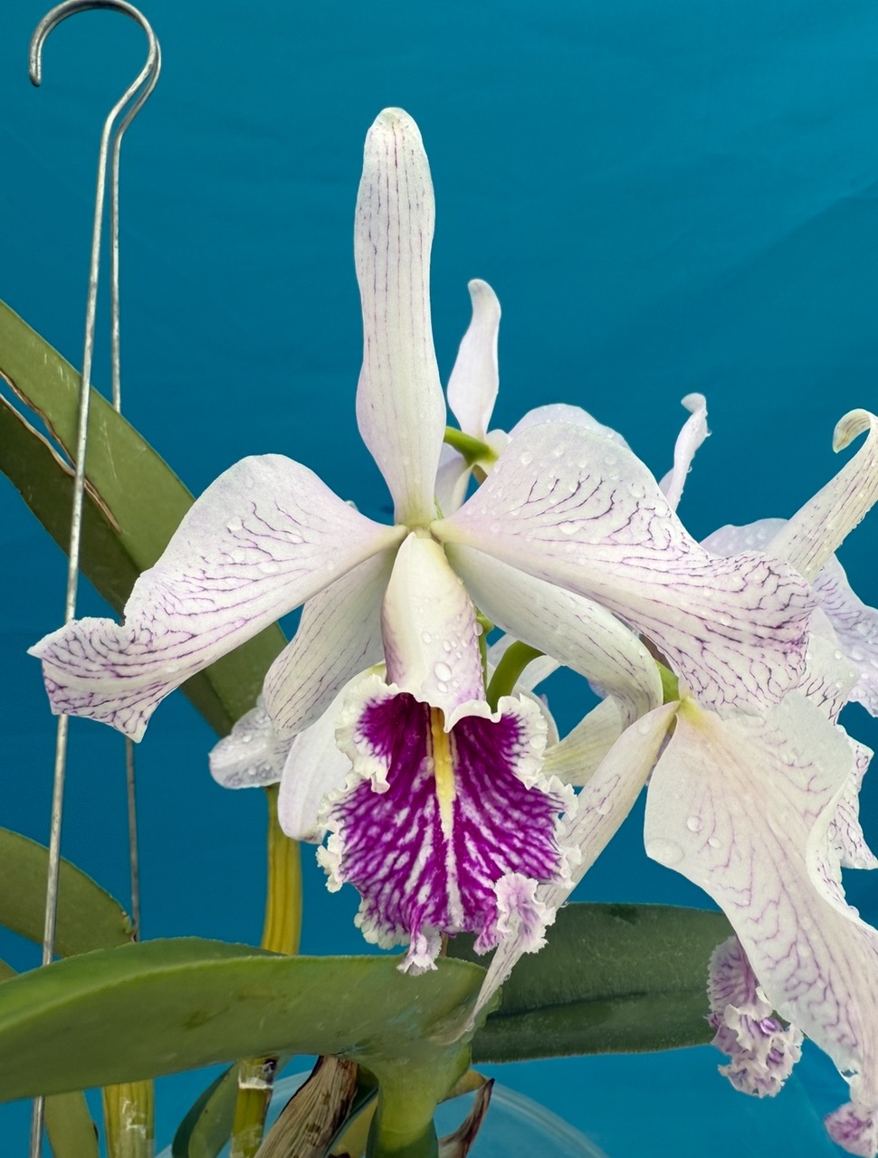 Lc Graf's Margarita X Cattleya maxima Semi Alba 'Orchid Eros' NBS