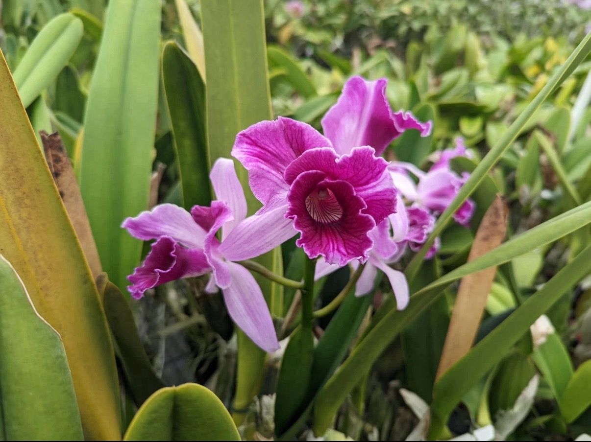 Lc Graf's Margarita X Cattleya maxima Semi Alba 'Orchid Eros' NBS