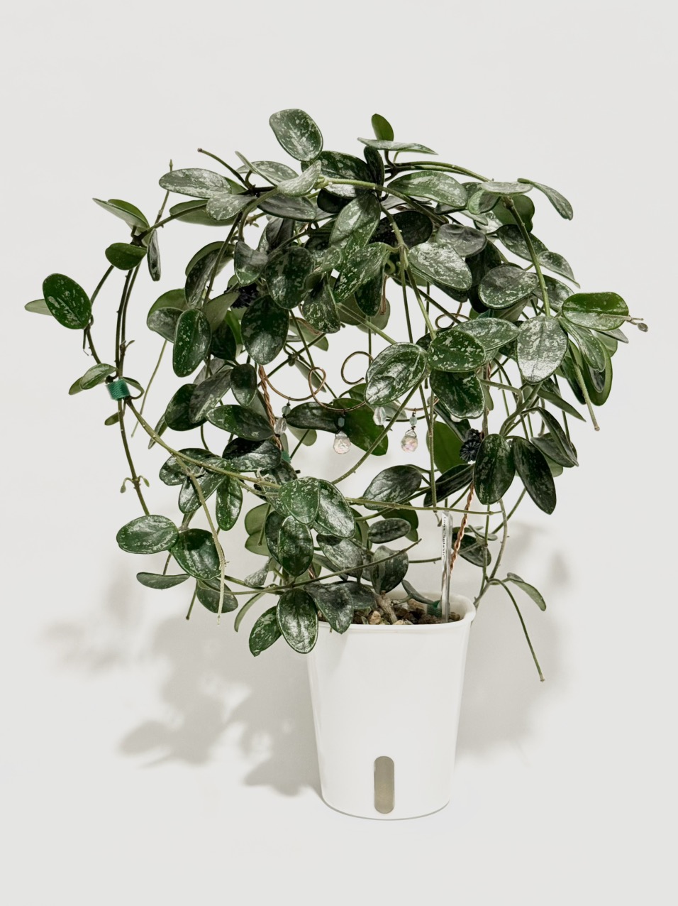 Hoya Madara Snow Angel ($1060) from @thetrailingfoliage