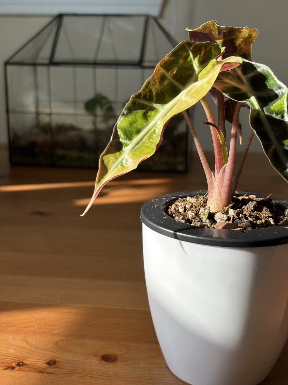 Alocasia Polly Aurea Corm (Growers Choice) ($20) from @Marmie