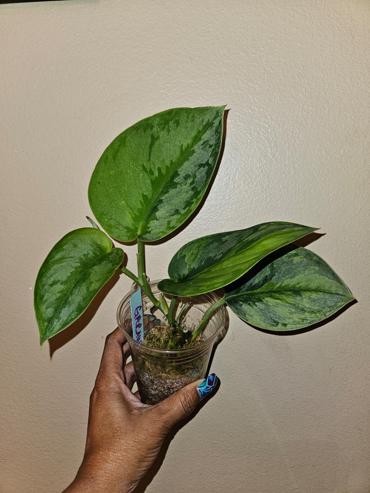Scindapsus Garawa ($160) from @ParadisePlants