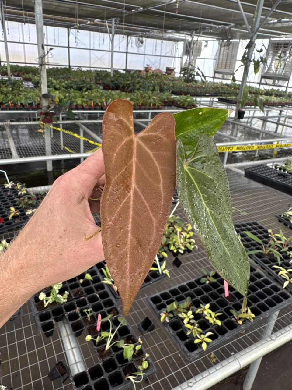 Seed grown anthurium dark mama X legend starter plant growers