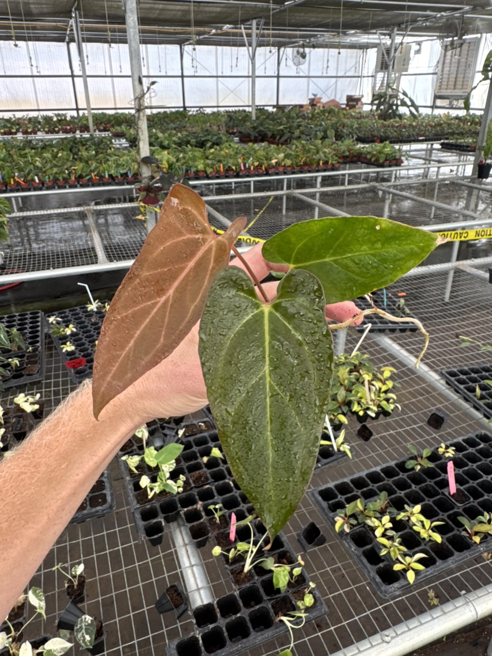 botanicalさま $_12.JPG?set_id=880000500F