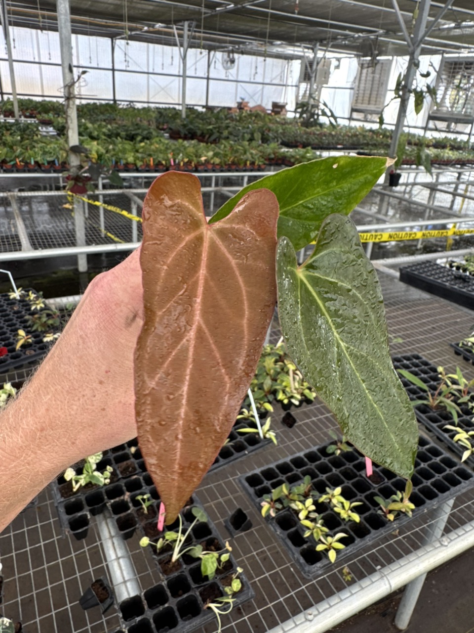 Seed grown anthurium dark mama X legend starter plant growers