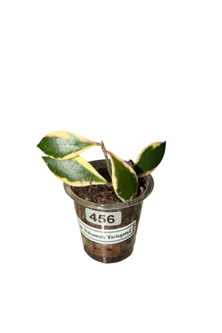 Hoya Bakoensis Variegated #456 ($16) from @RootedBotanicals