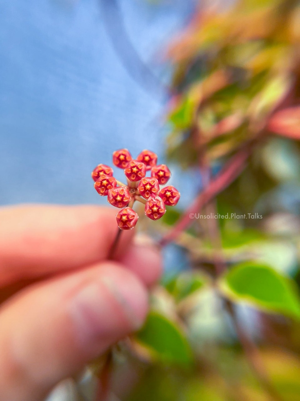 Hoya Bakoensis Variegated #456 ($16) from @RootedBotanicals