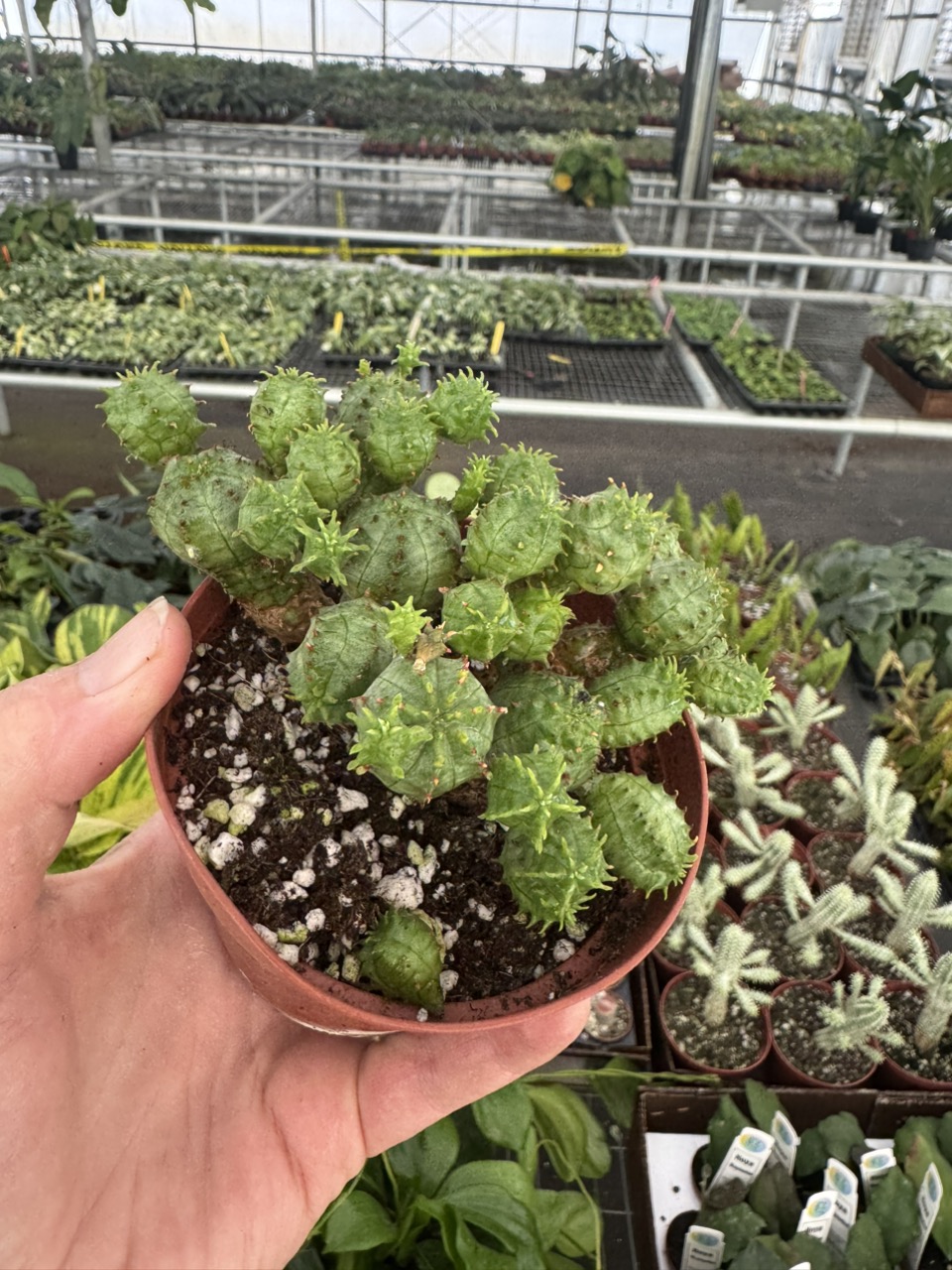 Anthurium red vein dark phoenix x sweetheart starter plant growers