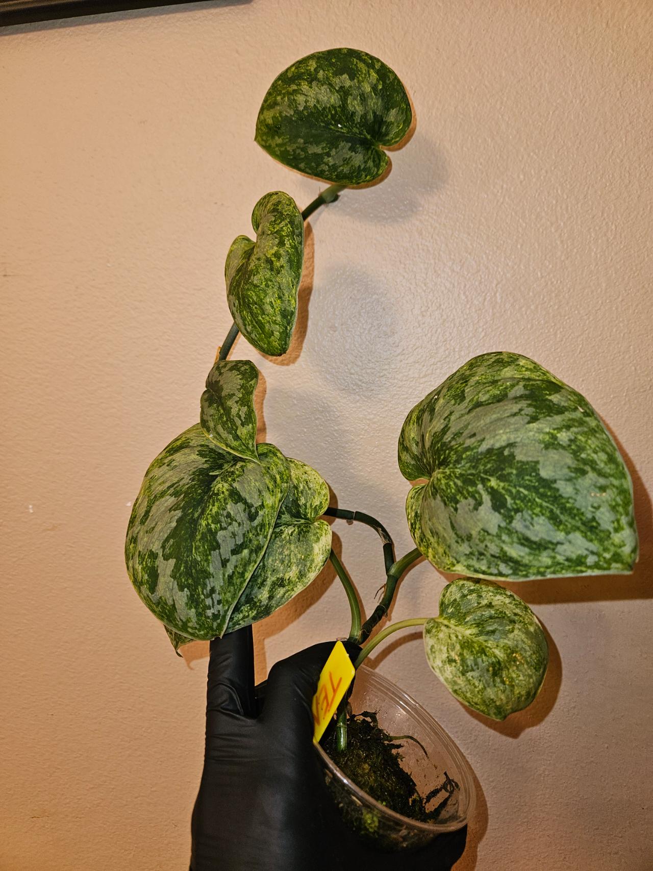 Scindapsus Tembaga ($110) from @ParadisePlants