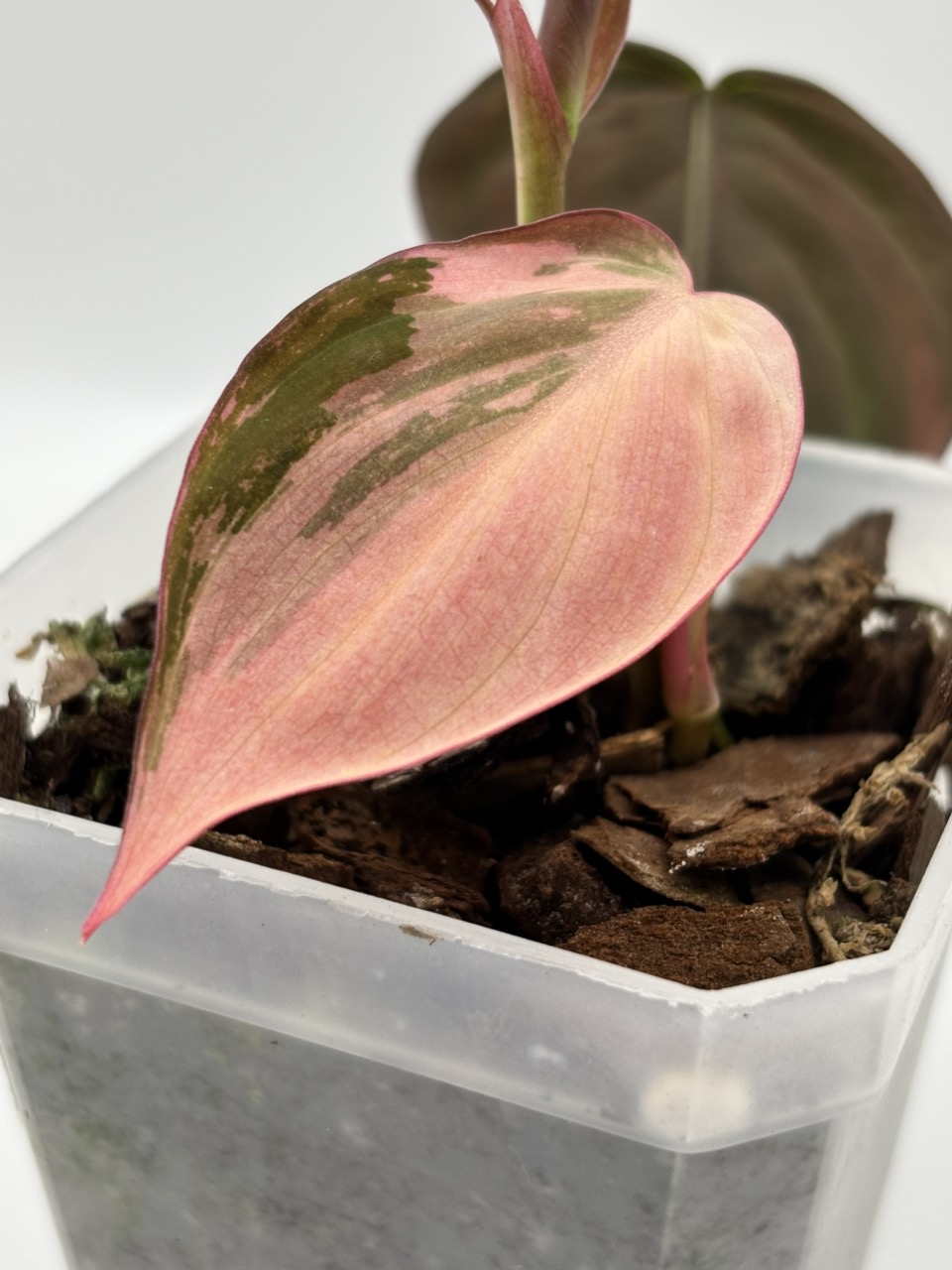 Philodendron Micans Albo - Pink Variegation (A) ($110) from