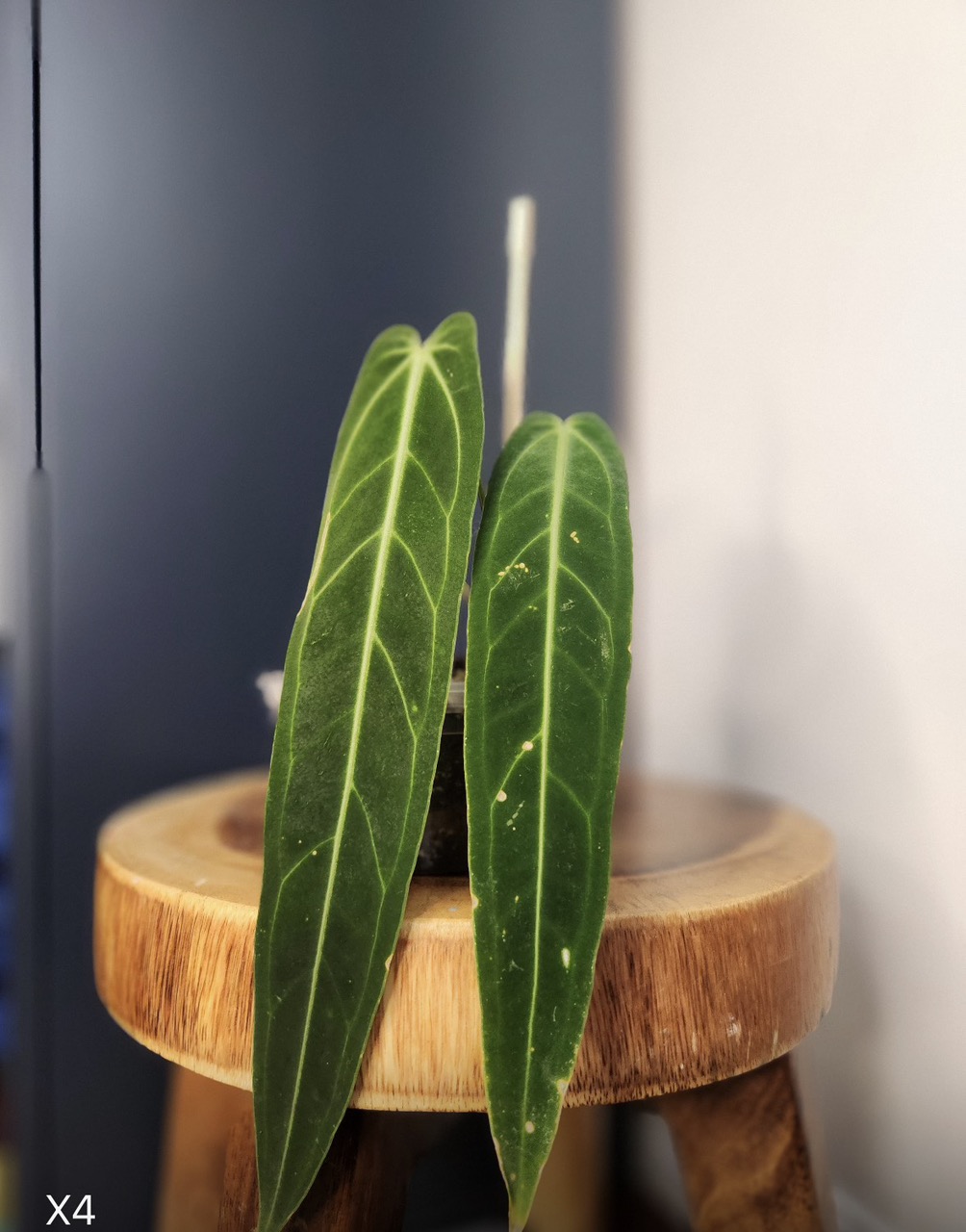 alocasia elephant ear plant Alocasia Yellow Stem, Elephant Ears, Live Tropical Plant main image 0