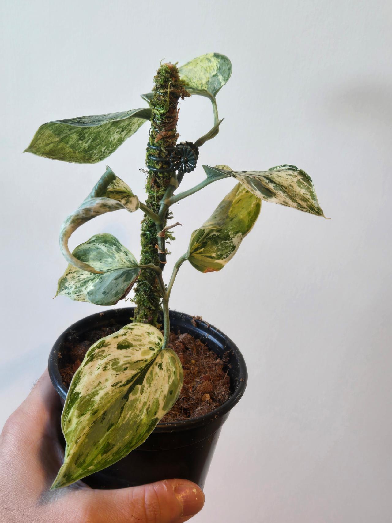 Anthurium RVDP x Michelle ($45) from @LooneyLeaves