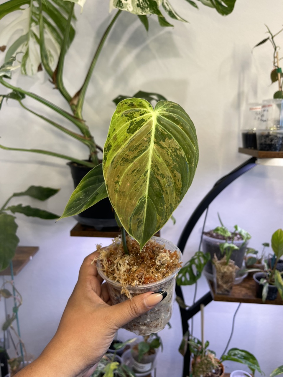 Philodendron melanochrysum variegated ($65) from @Plantmutha