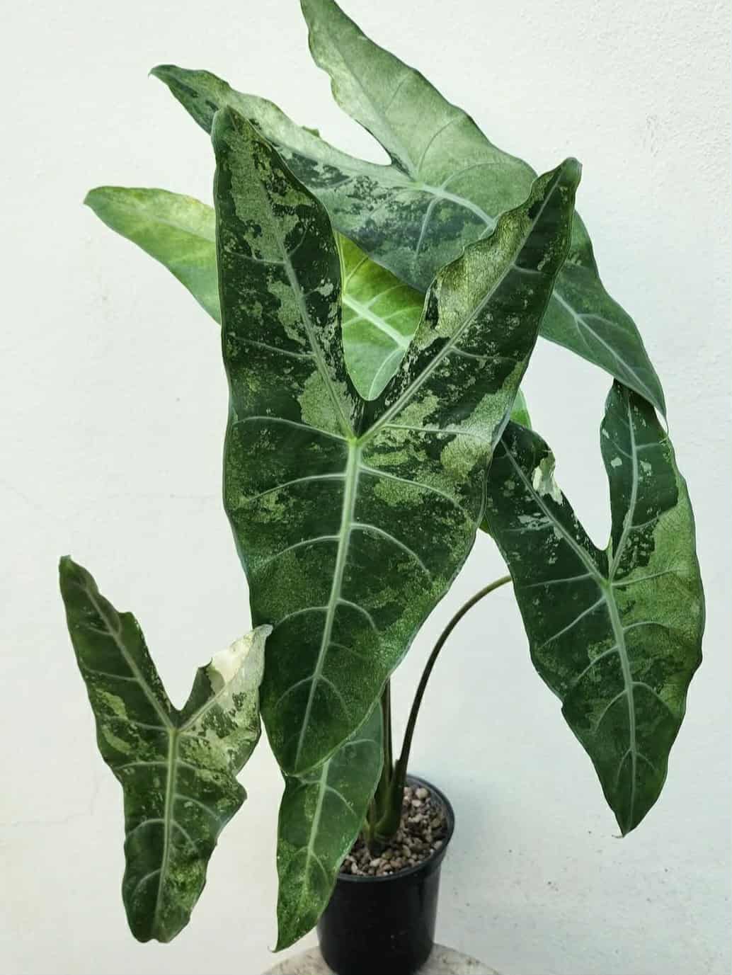 アロカシアalocasia longiloba miq var Alocasia Longiloba Albo/Mint CORM ($45) from @HazyFoxGardens
