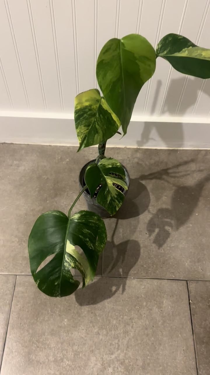 philodendron emerald green Emerald Ripcurl Philodendron  Lichtenfelt's
