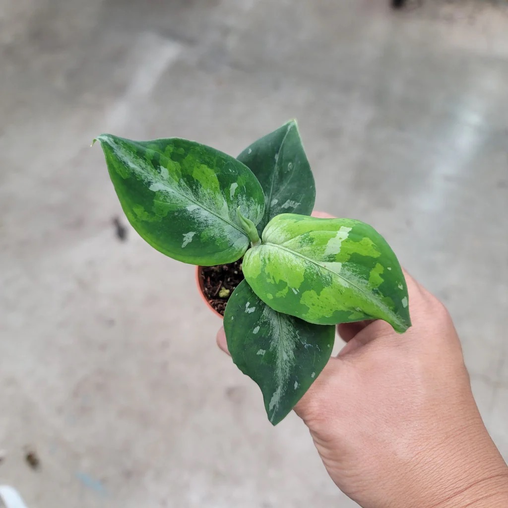 Aglaonema Pictum Tricolor Starter Plant ($30) from @ByrdAndRoot