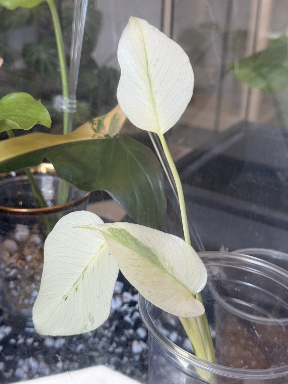 33G2モンステラ 斑入り Monstera White tears king Monstera White Tears • full mint ($195) from @GlassHousesConservatory