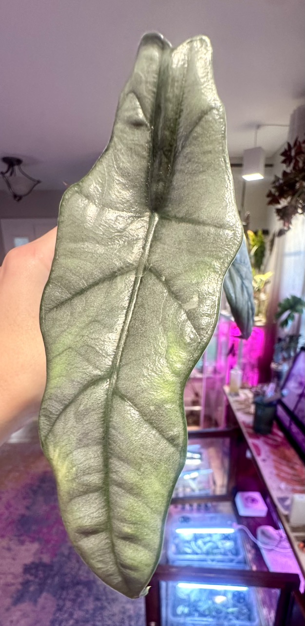 RARE Albo Metallic Blue Alocasia ($1395) from @MistyingMyPlanties