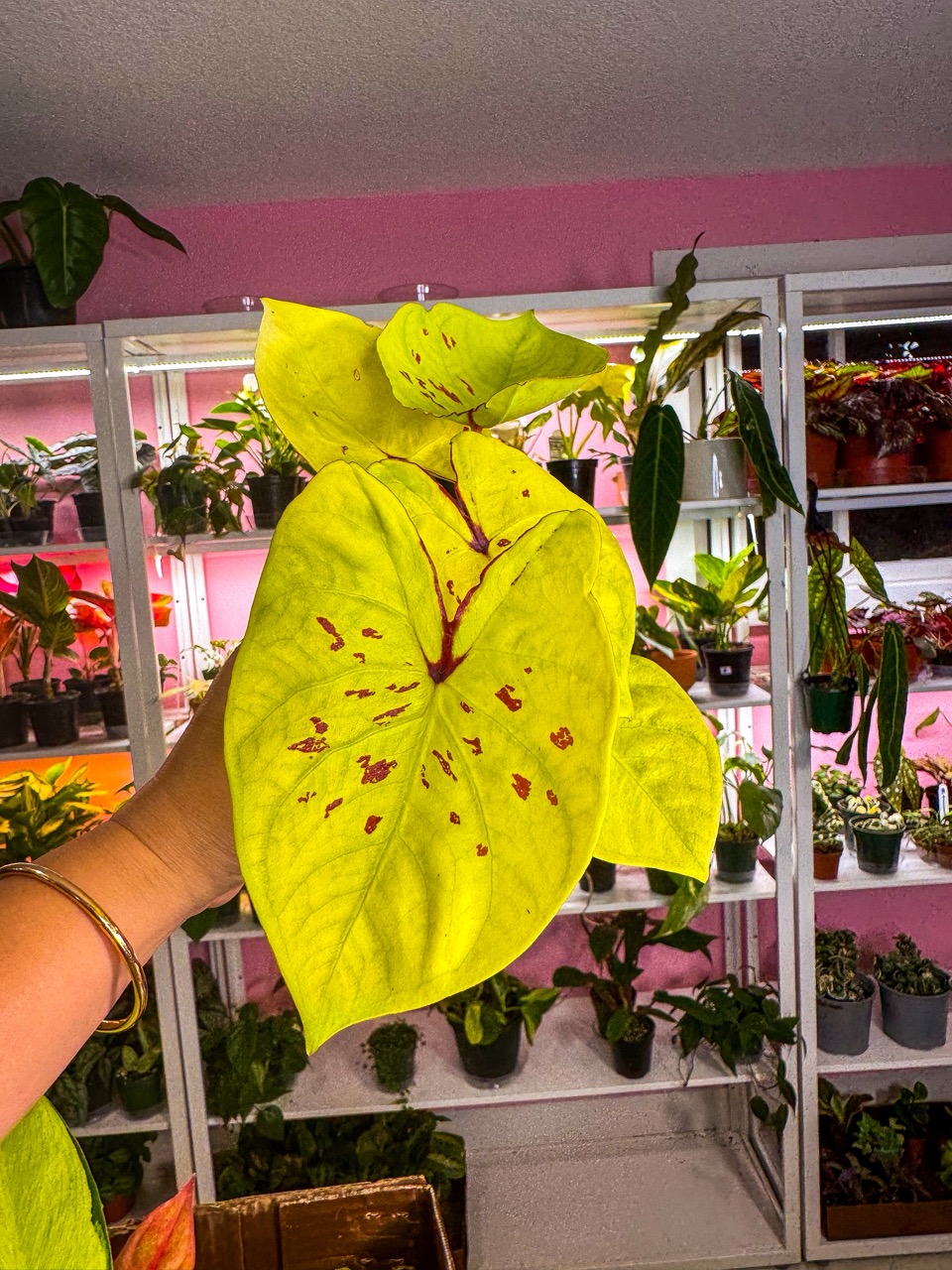 L*ー様 MusaYellow'Variegated'ムサイエローバリエガタ極黄 yl9HIRF.jpg